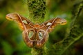 Rothschildia aricia, night moth butterfly from tropic mountain forest, San Isidro, Ecuador. Beautiful butterfly, similar Attacus Royalty Free Stock Photo