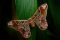 Rothschildia lebeau, moth butterfly from tropic mountain forest, night in Yucatan in Mexico. Beautiful butterfly, similar Attacus