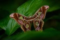 Rothschildia lebeau, moth butterfly from tropic mountain forest, night in Yucatan in Mexico. Beautiful butterfly, similar Attacus Royalty Free Stock Photo