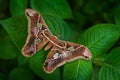 Rothschildia lebeau, moth butterfly from tropic mountain forest, night in Yucatan in Mexico. Beautiful butterfly, similar Attacus