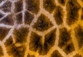 Rothschilds giraffe body fur pattern in macro closeup, safari animal background Royalty Free Stock Photo