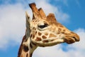Rothschilds giraffe Royalty Free Stock Photo
