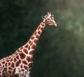 Rothschilds Giraffe Royalty Free Stock Photo