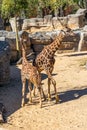 Rothschilds Giraffe Giraffa camelopardalis rothschildi in Barcelona Zoo Royalty Free Stock Photo
