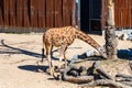 Rothschilds Giraffe Giraffa camelopardalis rothschildi in Barcelona Zoo Royalty Free Stock Photo