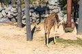 Rothschilds Giraffe Giraffa camelopardalis rothschildi in Barcelona Zoo Royalty Free Stock Photo