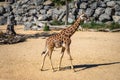 Rothschilds Giraffe Giraffa camelopardalis rothschildi in Barcelona Zoo Royalty Free Stock Photo