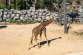 Rothschilds Giraffe Giraffa camelopardalis rothschildi in Barcelona Zoo Royalty Free Stock Photo