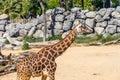 Rothschilds Giraffe Giraffa camelopardalis rothschildi in Barcelona Zoo Royalty Free Stock Photo