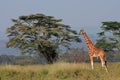 Rothschilds giraffe Royalty Free Stock Photo