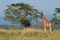 Rothschilds giraffe Royalty Free Stock Photo