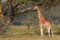 Rothschilds giraffe Royalty Free Stock Photo
