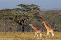 Rothschilds giraffes Royalty Free Stock Photo