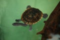 Roti Island snake-necked turtle Chelodina mccordi Royalty Free Stock Photo