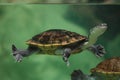 Roti Island snake-necked turtle Chelodina mccordi Royalty Free Stock Photo