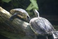 Roti Island snake-necked turtle on a log Royalty Free Stock Photo