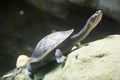 Roti Island snake-necked turtle on a log Royalty Free Stock Photo