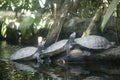 Roti Island snake-necked turtle on a log Royalty Free Stock Photo