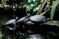 Roti Island snake-necked turtle Royalty Free Stock Photo