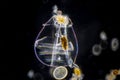 Rotifer Royalty Free Stock Photo