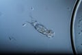 Rotifers as microscopic plankton