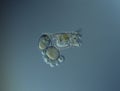 Rotifers swim in the water