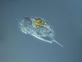 Rotifers swim in the water