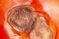 Details of symptoms of a roting tomato