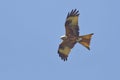 Milvus milvus, Red Kite