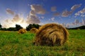 Summer Hay