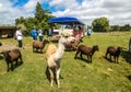 Agrodome Farm Tour in Rotorua Royalty Free Stock Photo