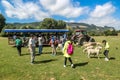 Agrodome Farm Tour in Rotorua Royalty Free Stock Photo