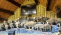 Sheep shearing demonstration show at Agrodome in Rotorua Royalty Free Stock Photo