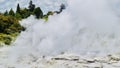 Rotorua New Zealand. Geyser or volcanic steam vent .Whakarewarewa Maori park