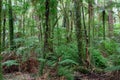 Rotorua Redwoods Forest