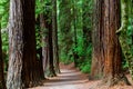 Rotorua Redwoods Forest in New Zealand