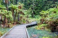 Rotorua Redwoods Forest in New Zealand