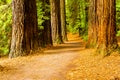 Rotorua Redwoods Forest Walk