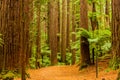 Rotorua Redwoods Forest Walk