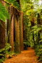 Rotorua Redwoods Forest Walk