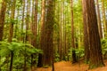 Rotorua Redwoods Forest Walk