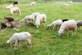 Rotorua sheep, agriculture field. Flock animal, countryside