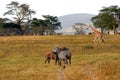 Rotschild giraffe and plain zebras, Lake Nakuru National Park, K Royalty Free Stock Photo