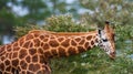 Rotschild's giraffe