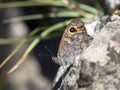 Rotsvlinder, Large Wall Brown, Lasiommata maera