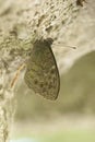 Rotsvlinder, Large Wall Brown, Lasiommata maera Royalty Free Stock Photo