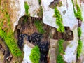 rotted coconut tree bark and overgrown with moss Royalty Free Stock Photo