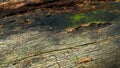 Rotted and damp wood log with cracks and moss. Empty space for design and text. Natural wallpaper. No people Royalty Free Stock Photo