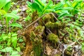 from rotted foliage, around a rotten stump covered with moss, herbs grow creating a favorable environment for organisms