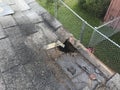 Rotten Roof with damaged rafters